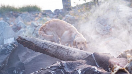 Perrita no comía tras perder a sus cachorros en un incendio, todo cambió con la llegada de 8 huérfanos