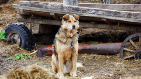Perrito abandonado y encadenado es llamado “intocable”, luego de 10 días valiente mujer lo rescata