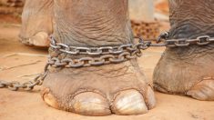 Elefante esclavizado durante 50 años lloró al ser rescatado, ahora celebra su quinto año en libertad