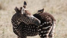 Nace bebé cebra con peculiar patrón de lunares en una Reserva Nacional de Kenia