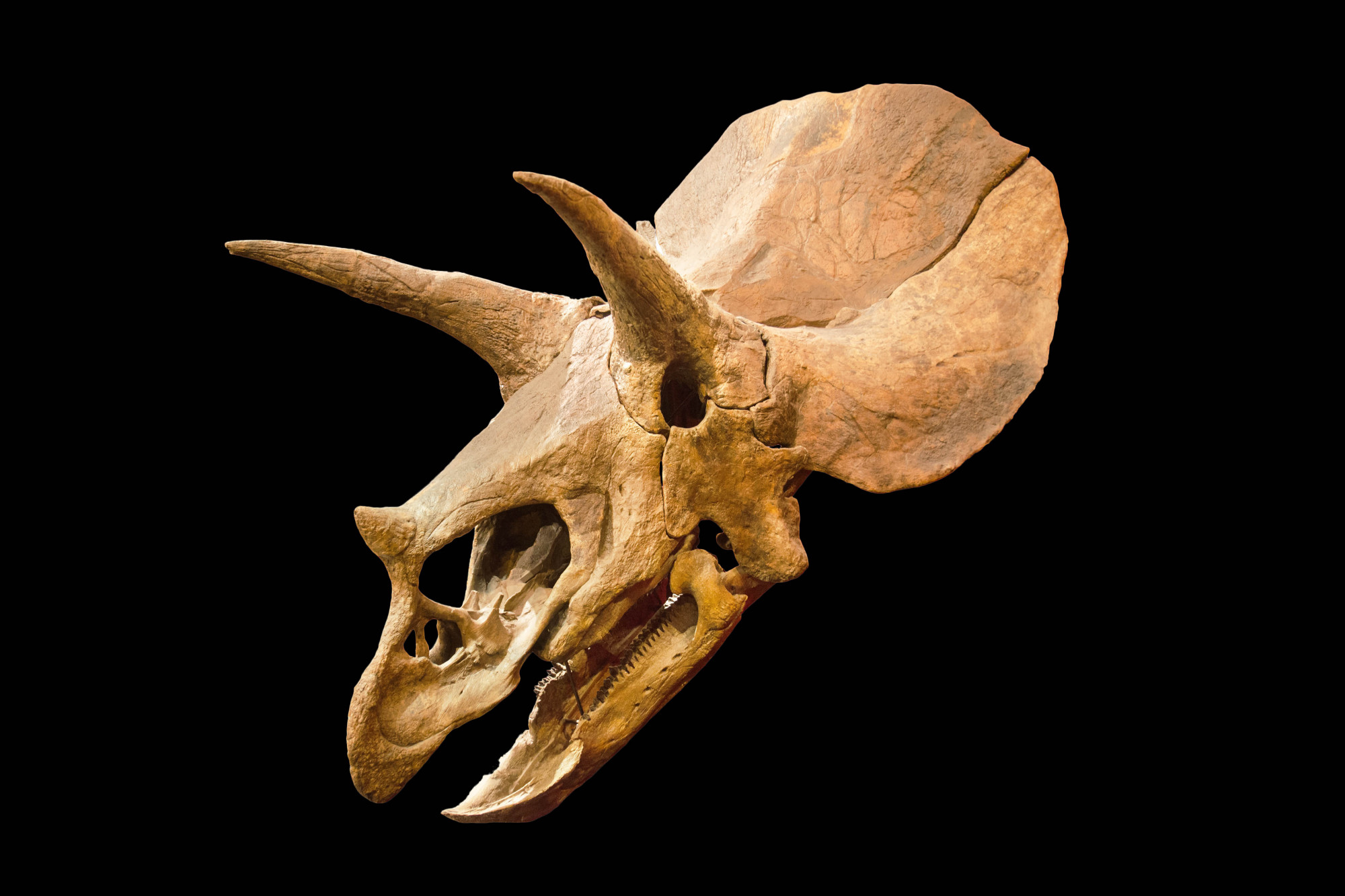 cráneo-triceratops-dinosaurio