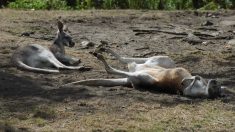 Adolescente australiano mata a 20 canguros en masa atropellándolos con su camioneta