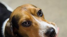 Ofrecen recompensa de USD 8000 por información tras encontrar a un beagle despellejado vivo