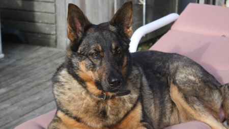 Perrita abandonada es rescatada para que no pase sus años de vejez en la calle