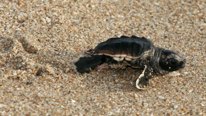 Fotografía de archivo de un ejemplar recién nacido de "tortuga boba" se dirige instintivamente hacia el mar en la playa de Fort Lauderdale, Florida, EEUU. (John Riley/EFE)