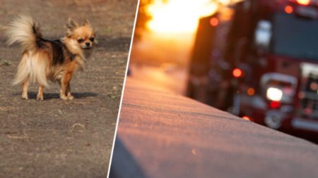 Heroica mascota Chihuahua muere tratando de salvar a sus dueños del incendio de su casa rodante