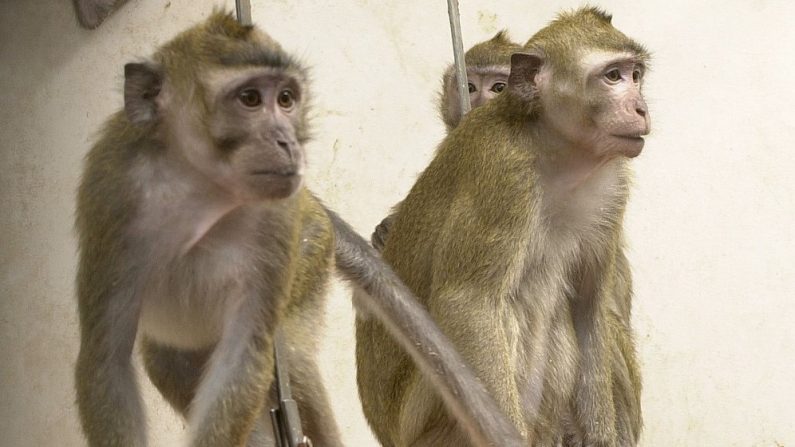 Imagen de archivo de monos macacos dentro de un laboratorio. (Understanding Animal Research | Flickr)
