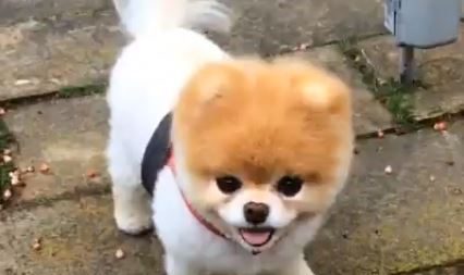 Boo, o cão considerado o mais lindo do mundo, morre um ano após sua companheira