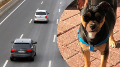 Cachorro atropelado e ferido no meio da estrada é salvo por policial herói que corre para resgatá-lo