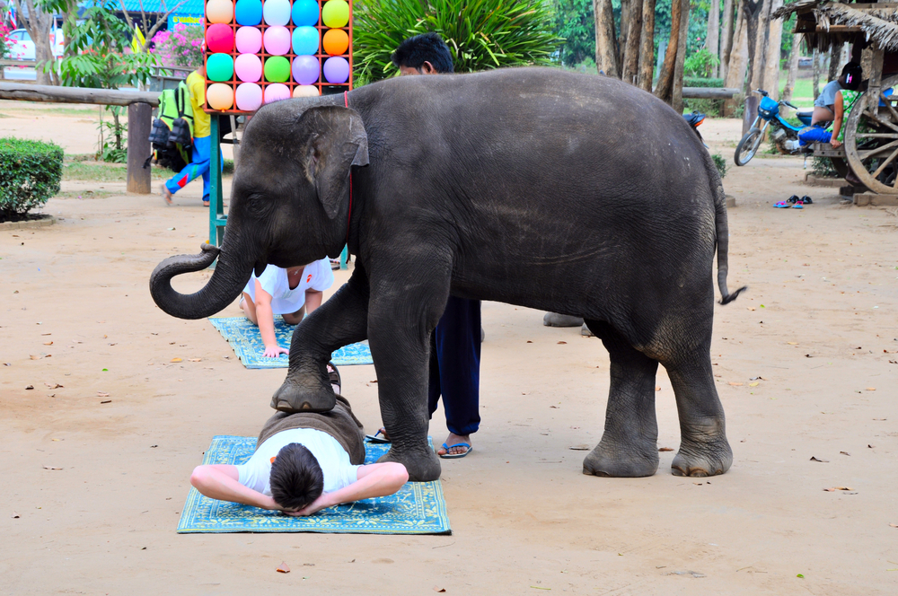 elefante-masaje