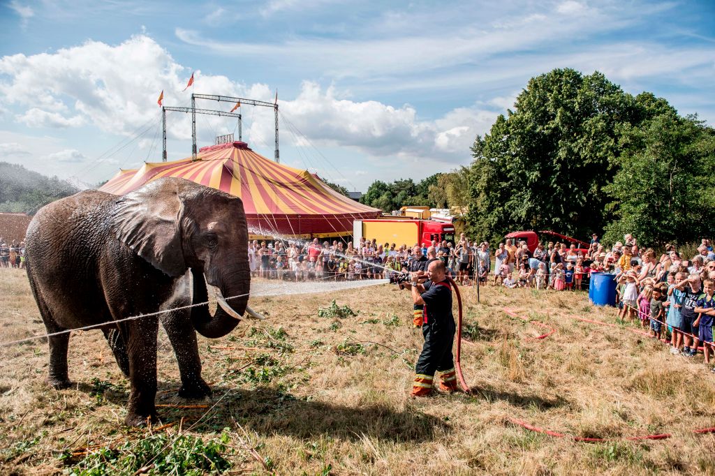 elefantes-circo