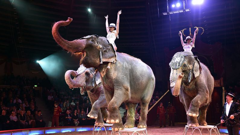 Imagen ilustrativa de un espectáculo de circo.(Hannes Magerstaedt/Getty Images)