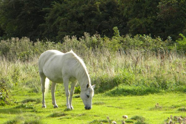 caballo-blanco-campo