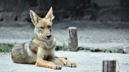 Murió Pancho, el coyote que confundieron con un perro y que ayer luchaba por su vida
