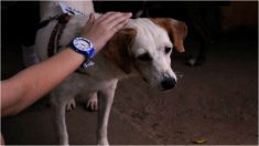 Rescatan en Argentina a perrito que esperó días en las vías del tren a su dueño fallecido