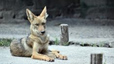 Rescata a un «perro» en México, pero cuando lo lleva al veterinario le dicen que es un coyote salvaje
