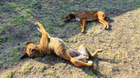 Más de 40 mascotas mueren en un pueblo de Argentina en los últimos 3 meses, sospechan envenenamiento