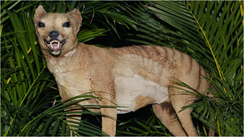 Tigre de Tanzania, en el museo australiano de Sidney, 25 Mayo 2002. (TORSTEN BLACKWOOD/AFP/ Getty Images)