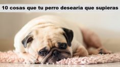 ¡10 cosas que tu perro realmente quiere que sepas!