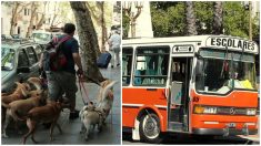 Paseador de perros argentino se hace viral llevando en autobús escolar a sus peludos clientes