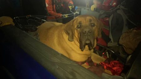 Enorme perro mastín de 86 kilos es rescatado de una montaña luego de una caminata que lo dejó exhausto