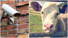 Cámara de seguridad capta a curiosa vaca «tocando» la puerta de una casa, ¡el dueño quedó en shock!