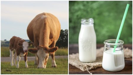 Granjera con ética produce leche sin separar a los terneros de su madre