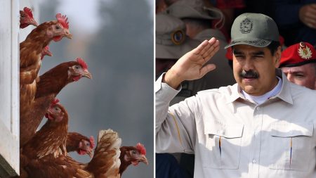 1 millón de gallinas para las escuelas: el plan de Maduro para impulsar al país