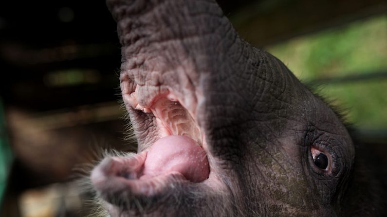 El elefante pigmeo bebé "Joe" de tres meses de edad fue rescatado y se encuentra en un lugar de retención temporal en el Parque de Vida Silvestre Lok Kawi en Kota Kinabalu, en el estado de Sabah, Malasia, el 6 de febrero de 2013. (MOHD RASFAN / AFP / Getty Images)
