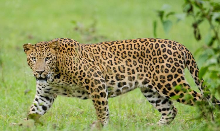 Leopardo da Índia. Imagem de archivo (Wikimedia)