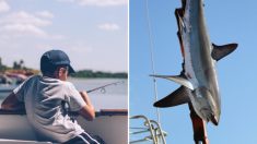 Menino de oito anos captura tubarão de 314 kg e quebra recorde mundial de pesca juvenil