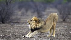 Un masai enseña como proteger el ganado sin tener que matar a los leones