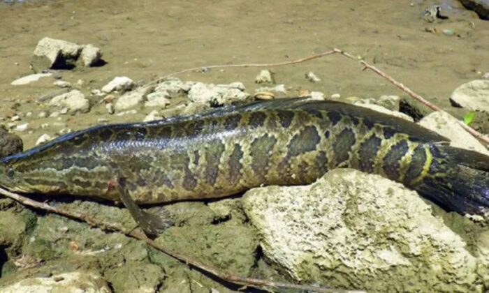 O cabeça-de-cobra é um peixe longo, semelhante ao peixe Amia Calva. Pode atingir comprimentos de 90 centímetros (Pesquisa Geológica dos Estados Unidos)