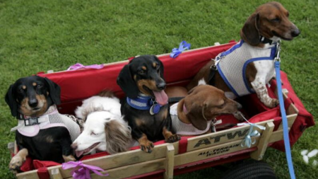 Adolescente toma la foto perfecta de sus 16 perros salchicha y logra ganar un desafío