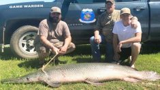 Pescador captura enorme pez prehistórico con hocico de cocodrilo en un lago en Oklahoma