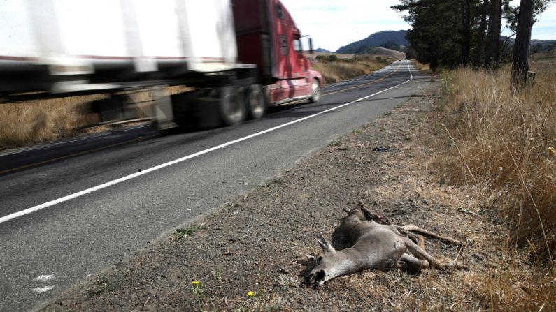 Un ciervo muerto yace al costado de la carretera en Nicasio, California, el 16 de octubre de 2019. (Justin Sullivan/Getty Images)