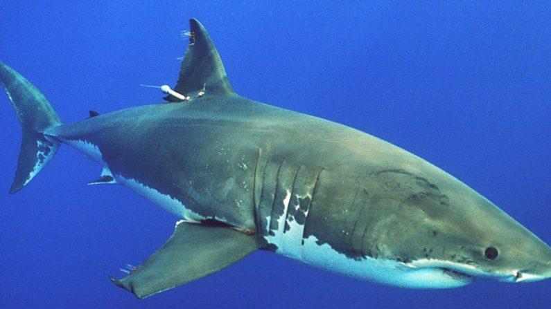 Gran tiburón blanco con una marca de investigación satelital adherida a la aleta dorsal. (Phillip Colla/Wikimedia Commons)
