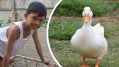 Insólito “gesto” de un pato se vuelve viral cuando ayuda a un niño a recuperar su sandalia