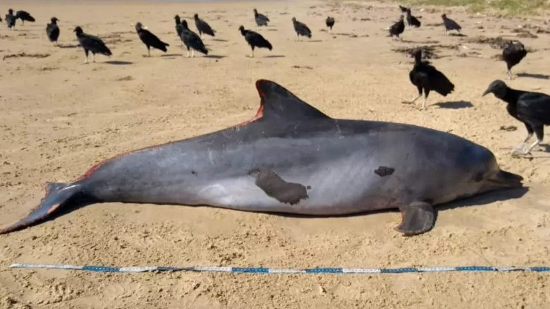 Golfinho manchado de óleo é encontrado morto em Feliz Deserto, no Litoral Sul de Alagoas (Divulgação/Instituto Bio)