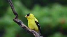 Fotografía a un cardenal amarillo extremadamente raro en el jardín de su casa, ¡es uno en un millón!