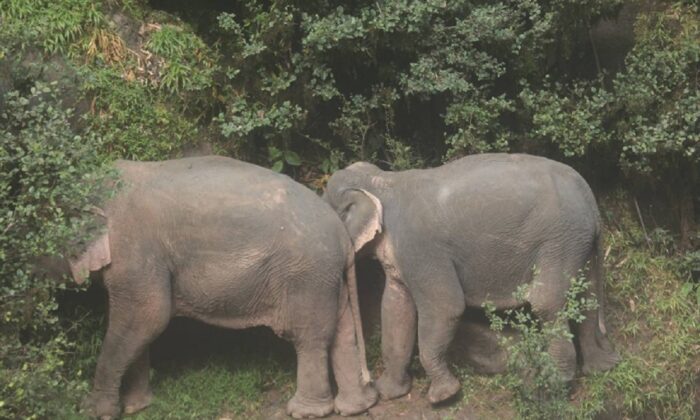 Dos de los elefantes sobrevivientes en uno de los niveles de la cascada en el Parque Nacional Khao Yai el 5 de octubre de 2019. (Departamento de Parques Nacionales, Vida Silvestre y Conservación de Plantas de Tailandia)