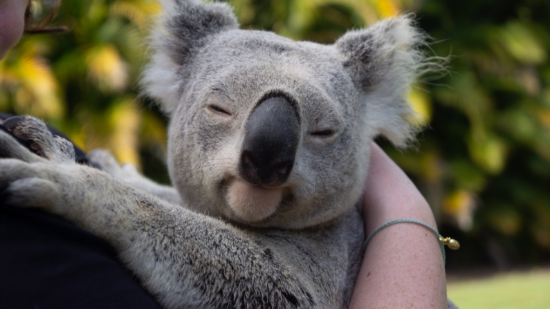"[El] koala se me acercó muy rápido, obviamente tenía mucha sed", dijo. Imagen ilustrativa. (Connor Slade/Pexels)
