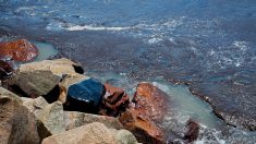 Espessa mancha de óleo atinge praias de Aracaju e alerta sobre desastre no Nordeste