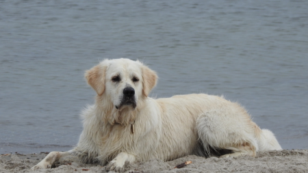 Perro pastor se retira después de proteger a una colonia de pingüinos durante casi una década