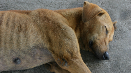 Encuentran un perro vivo entre escombros 3 semanas después del paso del huracán Dorian