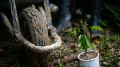 Um técnico de som desempregado planta mais de 10 mil árvores na Amazônia