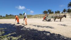 Petrobras retira mais de 200 toneladas de resíduo oleoso de praias