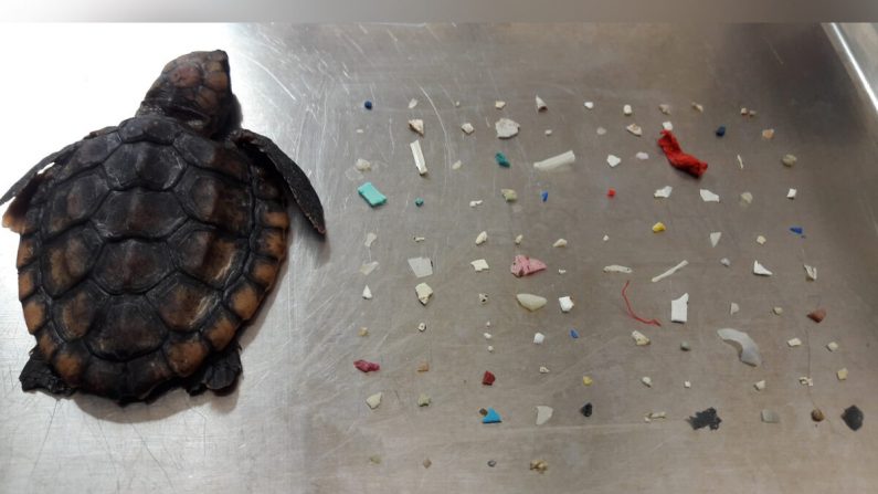La pequeña tortuga muerta llegó a tierra en Florida con 104 piezas de plástico ingerido. (Foto cortesía de la Ciudad de Boca Ratón, Gumbo Limbo Nature Center)