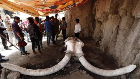 Descubren en México la primera trampa para cazar mamuts del mundo