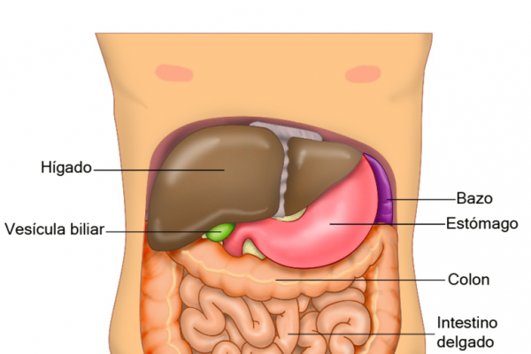 órganos internos del abdomen